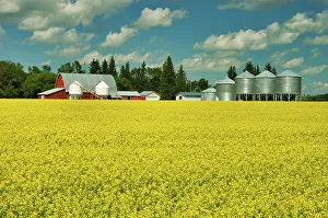 Manitoba Prints: Red barn and canola crop Somerset, Manitoba, Canada