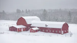 Snow Flurry Prints: Red barn and dairy farm with snow falling, Green Mountains, Woodbury Center, Vermont, USA