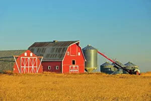 Farming Gallery: Red barn, grain bins and auger at sunrise near Moose Jaw Saskatchewan, Canada