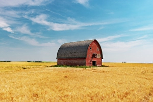 Barn Prints: Red barn and grain crop Vulcan, Alberta, Canada