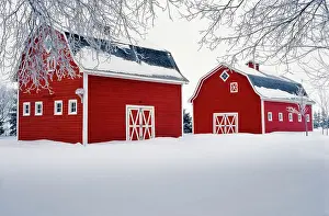 Barns Prints: Two red barns and hoarfrost near Oakbank, Manitoba, Canada