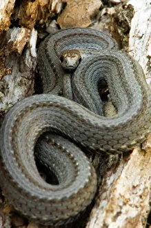 Non Venomous Prints: Red-bellied snake, Storeria occipitomaculata, Lively, Ontario, Canada