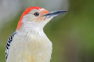 Woodpeckers Prints: Red-bellied Woodpecker (Melanerpes carolinus), Thornton, Ontario, Canada