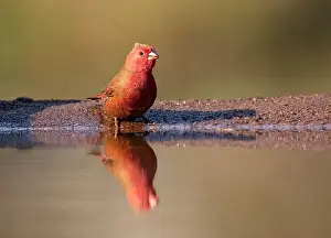 Natal Prints: Red billed fire finch, Zimanga Private Game Reserve, Natal, South Africa