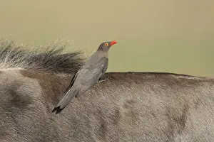 Red-billed Oxpecker (Buphagus erythrorhynchus) feeding upon Wildebeest, Savuti, Botswanan