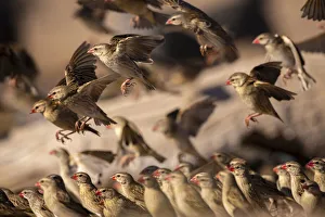 Flock Prints: Red Billed Quelea, Kalahari Desert, Botswana