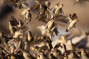 Red Billed Quelea, Kalahari Desert, Botswana