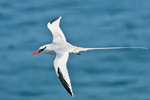 Salt Water Prints: Red-billed Tropicbird (Phaethon aethereus)