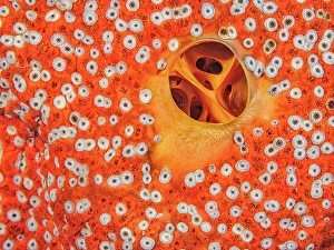 Invertebrate Prints: Red Boring Sponge (Cliona delitrix), Grand Cayman, Cayman Islands, British West Indies