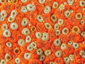 Invertebrate Prints: Red Boring Sponge (Cliona delitrix), Grand Cayman, Cayman Islands, British West Indies