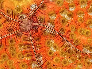 Invertebrate Prints: Red Boring Sponge (Cliona delitrix) with small Brittle Starfish