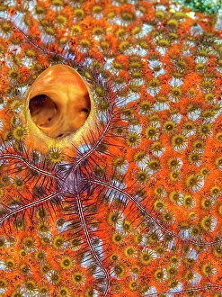 Invertebrate Prints: Red Boring Sponge (Cliona delitrix) with small Brittle Starfish