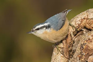 Nuthatches Prints: Red-breasted Nuthatch (Sitta canadensis), Ontario, Canada