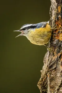 Adaptation Prints: Red breasted nuthatch (Sitta canadensis), Greater Sudbury, Ontario, Canada