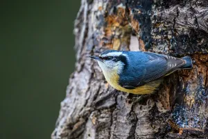 Adaptation Prints: Red breasted nuthatch (Sitta canadensis), Greater Sudbury, Ontario, Canada