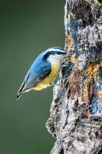 Red breasted nuthatch (Sitta canadensis), Greater Sudbury, Ontario, Canada