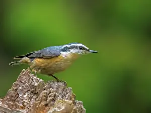 Thornton Prints: Red-breasted Nuthatch (Sitta canadensis), Thornton, Ontario, Canada