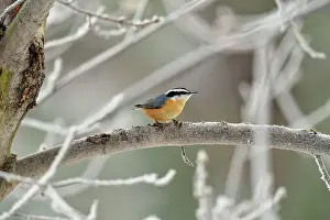Biological Prints: Red breasted nuthatch (Sitta canadensis) Perched in a winter maple tree