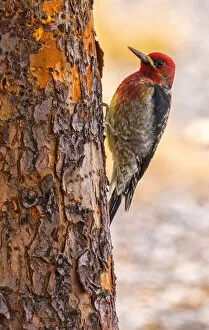 Red-breasted sapsucker (Sphyrapicus ruber) Bend, Oregon