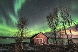 Nord Norge Prints: Red cabin and trees under the northern lights. Sandstrand, Troms county, Northern Norway