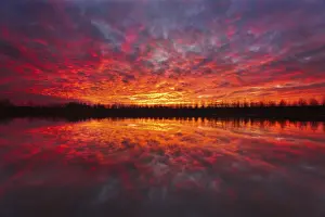 Piemonte Prints: Red clouds, painted by the sunrise, with a row of poplars reflected by the rivers