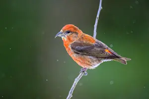 Adaptation Prints: Red crossbill, common crossbill (Loxia curvirostra), Greater Sudbury, Ontario, Canada