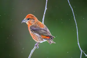 Adaptation Prints: Red crossbill, common crossbill (Loxia curvirostra), Greater Sudbury, Ontario, Canada