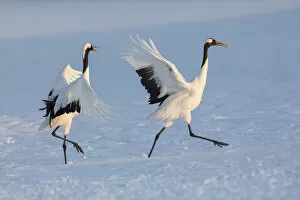 Images Dated 6th April 2021: Red-crowned crane (Grus japonensis) courtship display with dancing and jumping, Hokkaido