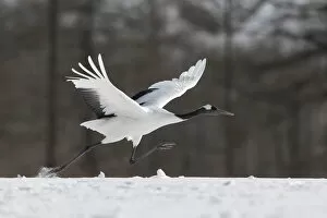 Images Dated 6th April 2021: Red-crowned crane (Grus japonensis) taking off from snow-covered field, Hokkaido, Japan
