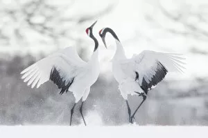 Images Dated 6th April 2021: Red-crowned crane (Grus japonensis) courtship display with dancing and jumping, Hokkaido