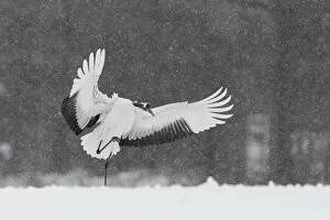 Images Dated 6th April 2021: Red-crowned crane (Grus japonensis) landing in snow-covered field, Hokkaido, Japan