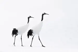 White Prints: Red-crowned crane (Grus japonensis) adult pair walking in snow, Hokkaido, Japan