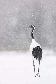 Images Dated 6th April 2021: Red-crowned crane (Grus japonensis), Hokkaido, Japan