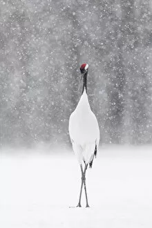 Images Dated 6th April 2021: Red-crowned crane (Grus japonensis), Hokkaido, Japan