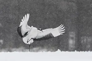 Red-crowned crane (Grus japonensis) landing in snow-covered field, Hokkaido, Japan