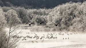 Hokkaido Prints: Red crowned cranes from Otowa bridge, Tsurui, Hokkaido, Japan