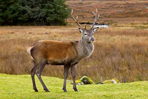 Red Deer Buck, Glen Coe, Highland Region, Scotland