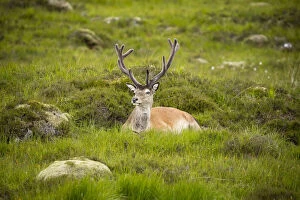 Images Dated 12th August 2021: Red deer, Glen Coe, Fort William, Highlands, Scotland, United Kingdom, Europe