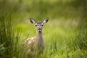 Images Dated 12th August 2021: Red deer, Glen Coe, Fort William, Highlands, Scotland, United Kingdom, Europe