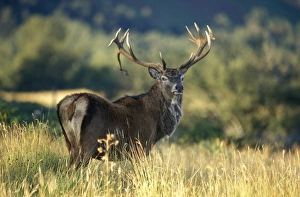 Rack Prints: Red deer stag
