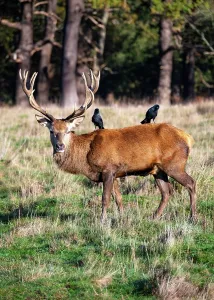 Richmond Prints: A red deer stag with two jackdaws sitting on his back
