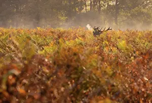 Richmond Prints: Red deer stag roaring in the early morning during rutting season in Bushy Park