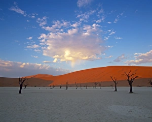 Acacia Tree Gallery: Red dunes & dead acacia tree