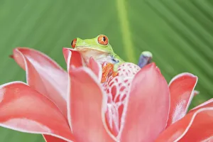 Images Dated 18th December 2020: Red eyed tree frog (Agalychins callydrias) on red flower, Costa Rica