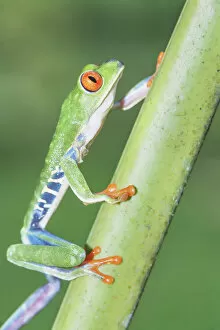Images Dated 18th December 2020: Red eyed tree frog (Agalychins callydrias) climbing green stem, Costa Rica