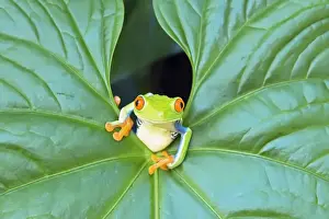 Leaf Prints: Red-eyed Tree Frog (Agalychins callydrias) emerging from a leaf, Costa Rica
