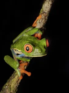 Frogs Prints: Red-eyed Tree Frog (Agalychnis callidrya), Boca Tapada, Alajuela Province, Costa Rica
