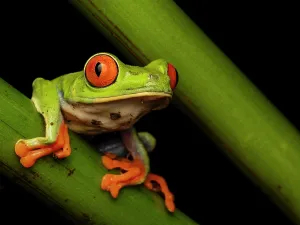 Rainforests Prints: Red-eyed Tree Frog (Agalychnis callidrya), Boca Tapada, Alajuela Province, Costa Rica