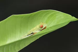 Red-eyed tree frog (Agalychnis Callidryas) climbing leaf, Costa Rica
