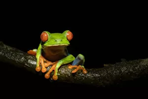 Images Dated 13th October 2021: Red-eyed tree frog (Agalychnis callidryas), Lowland rainforest, Costa Rica